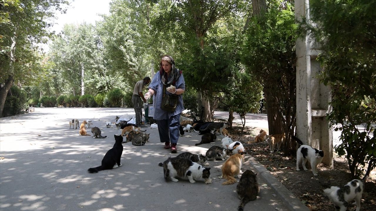 Tahran'ın Lale Parkı: Doğanın İçinde Kedilerin Evi