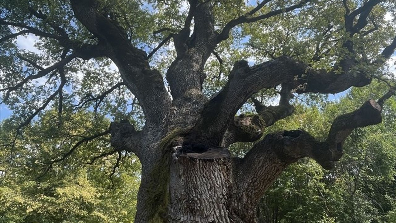 Türkiye'nin En Yaşlı Meşe Ağacı: 1127 Yaşıyla Zamana Direniyor