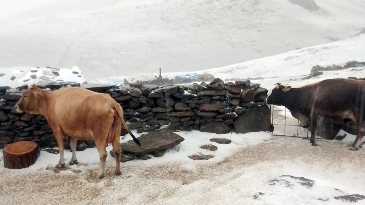 Tuygun Köyü Yaylası Dolu ve Karla Beyaza Büründü