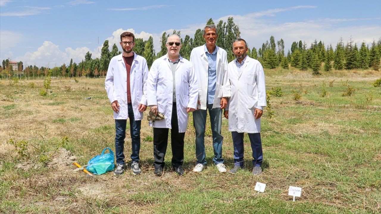 Van'da Yasadışı Salep Sökümü Önleniyor: 2,900 Yumru Koruma Altında