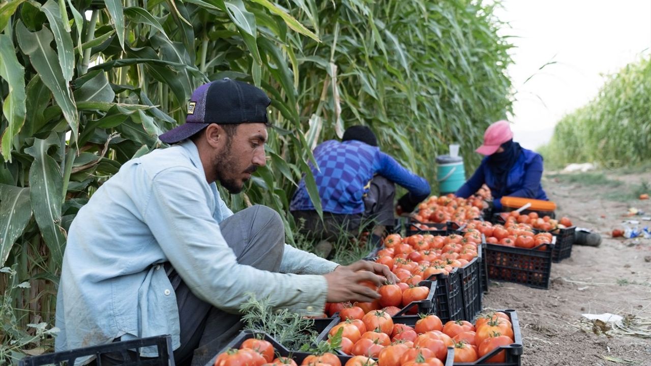 Yezidilerin Çiftçilik Mücadelesi: Sincar'a Dönemeyenler Duhok'ta Yaşamaya Çalışıyor