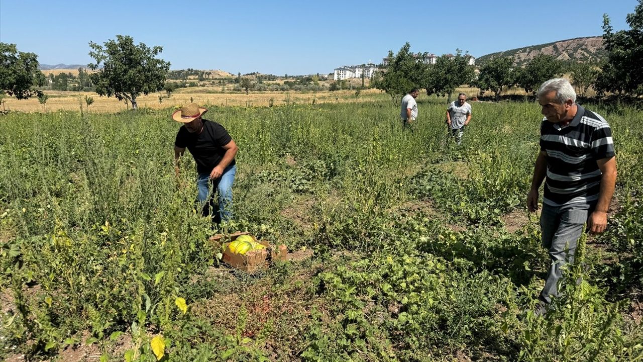 Yozgat'ta Bağrıbütün Kavunu Hasadı Başladı