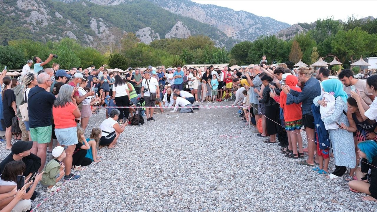 4 Bin Caretta Caretta Yavrusu Çıralı'da Denize Uğurlandı