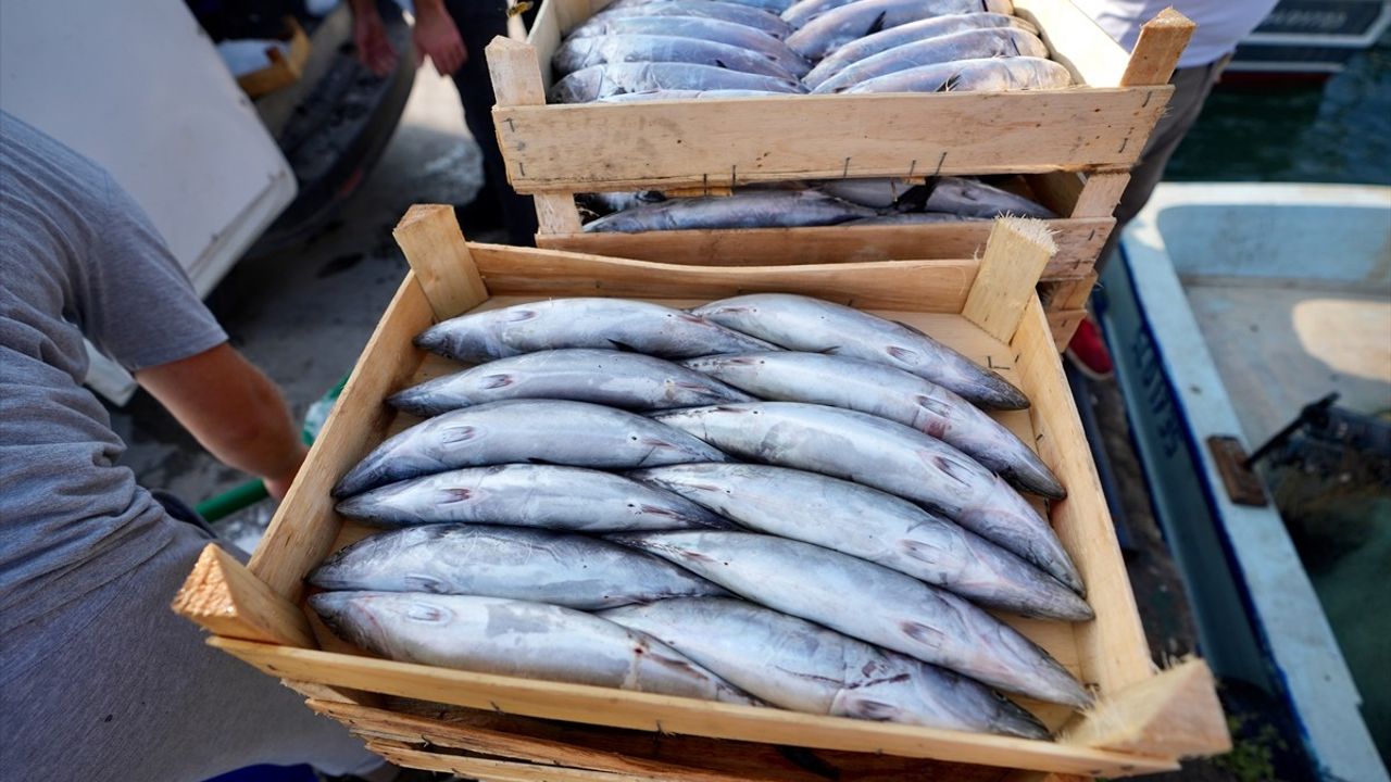 Akçakoca Limanı'nda Palamut Bereketi