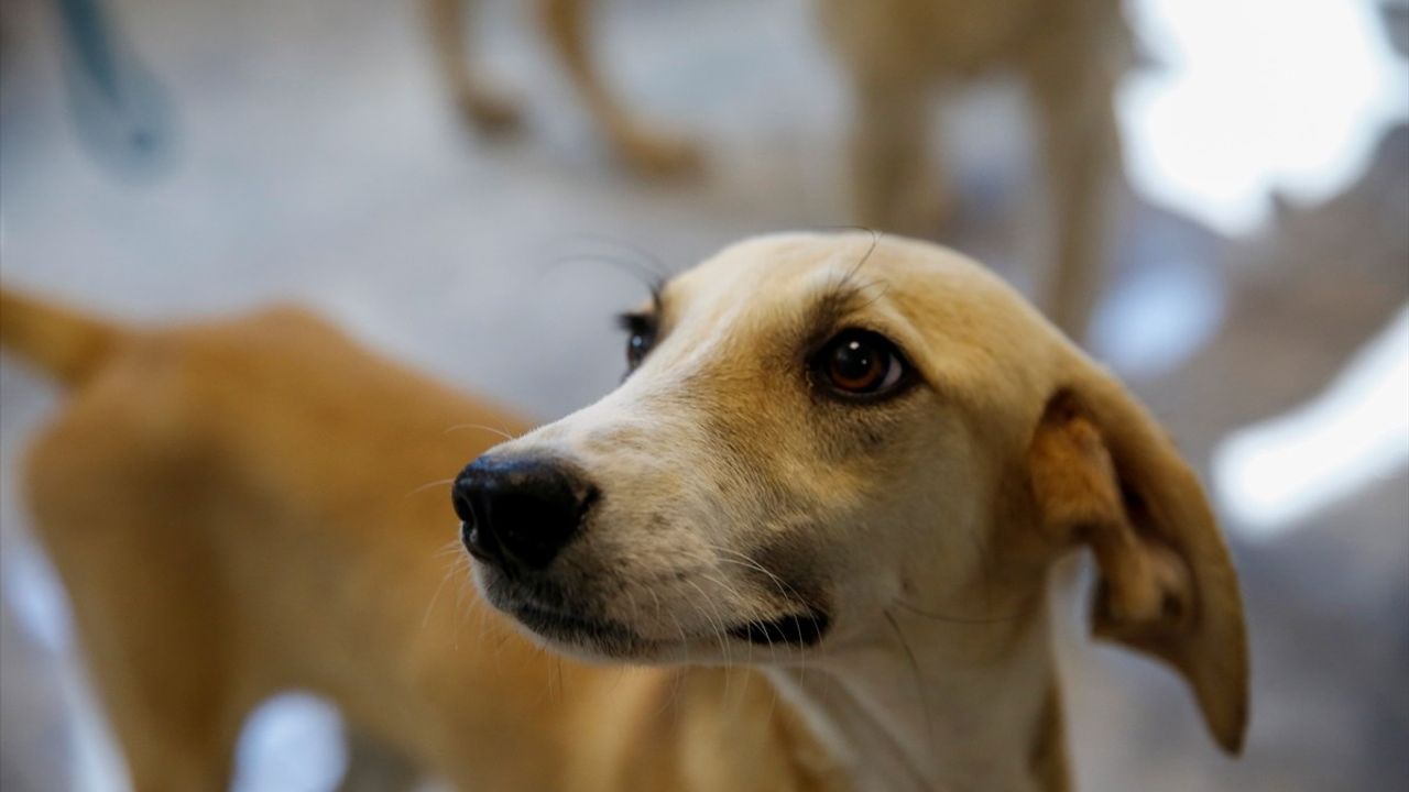 Antalya'da 642 Kedi ve Köpek Yeni Yuvalarını Buldu