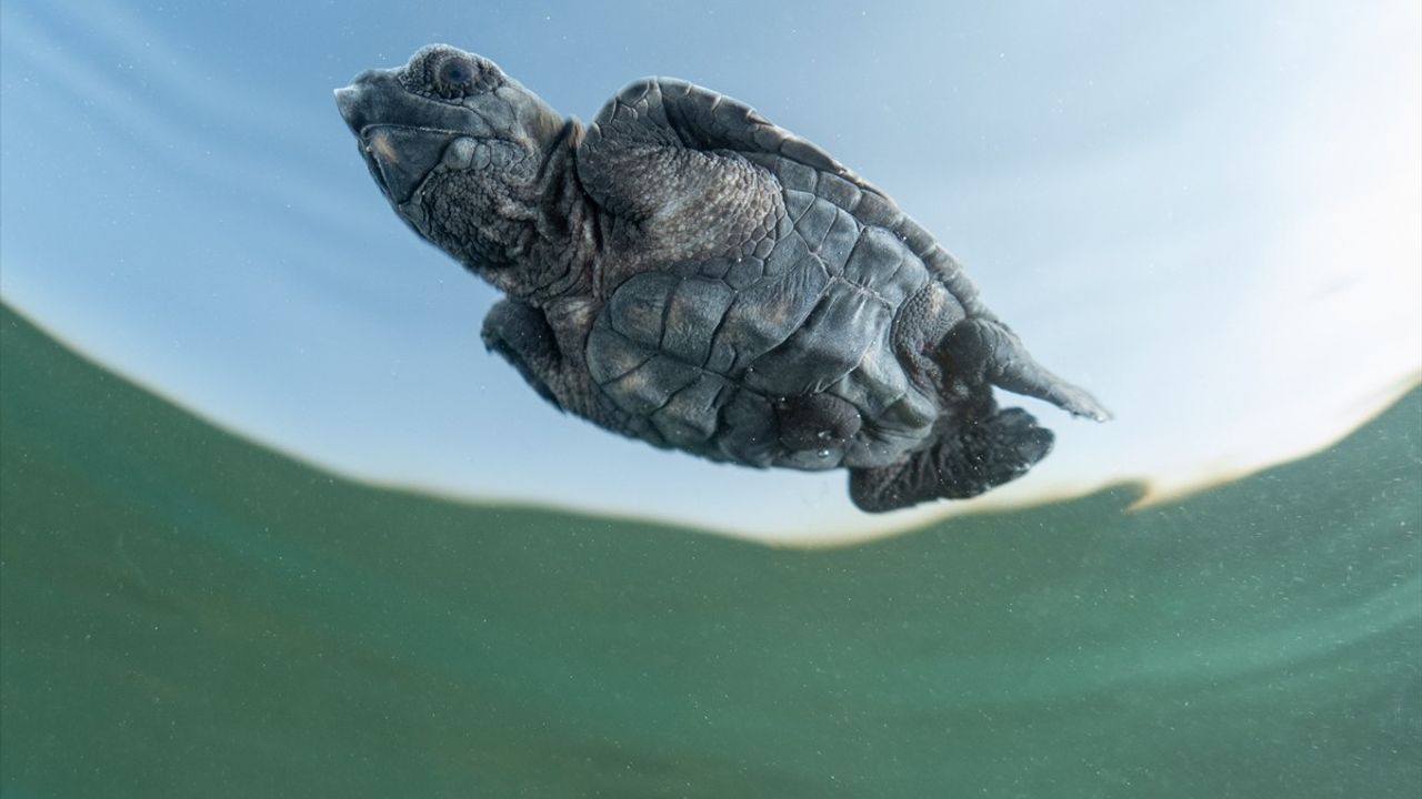 Antalya Kızılot'ta Caretta Caretta Yavrularının Denize İlk Adımları
