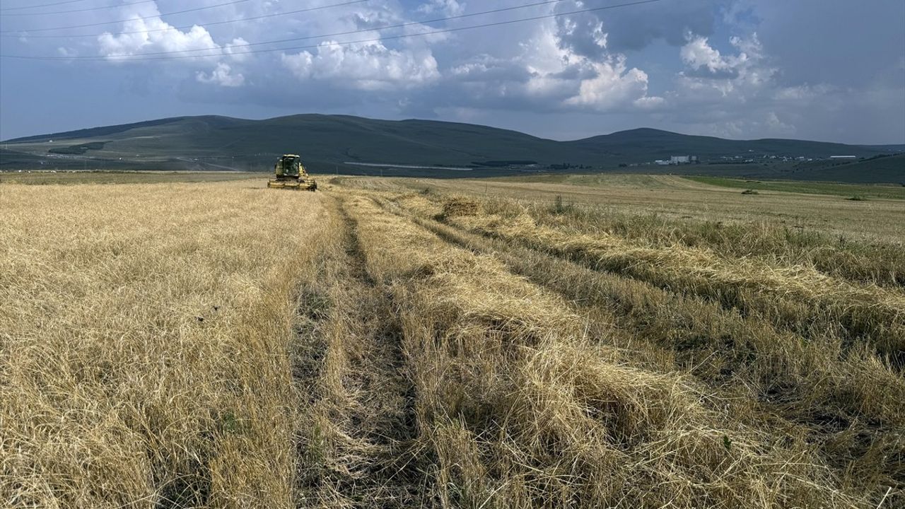 Ardahan'da Kavılca Buğdayı Hasadı Başladı