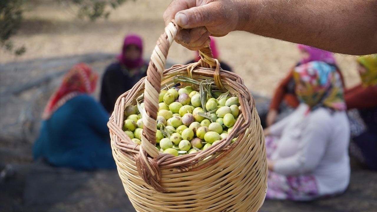 Ayvalık'ta Zeytin Hasadı Coşkuyla Başladı