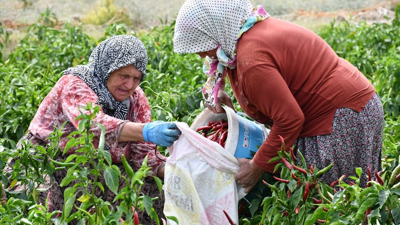 Bilecik'te Çukurören Biberi Kurutma Zamanı