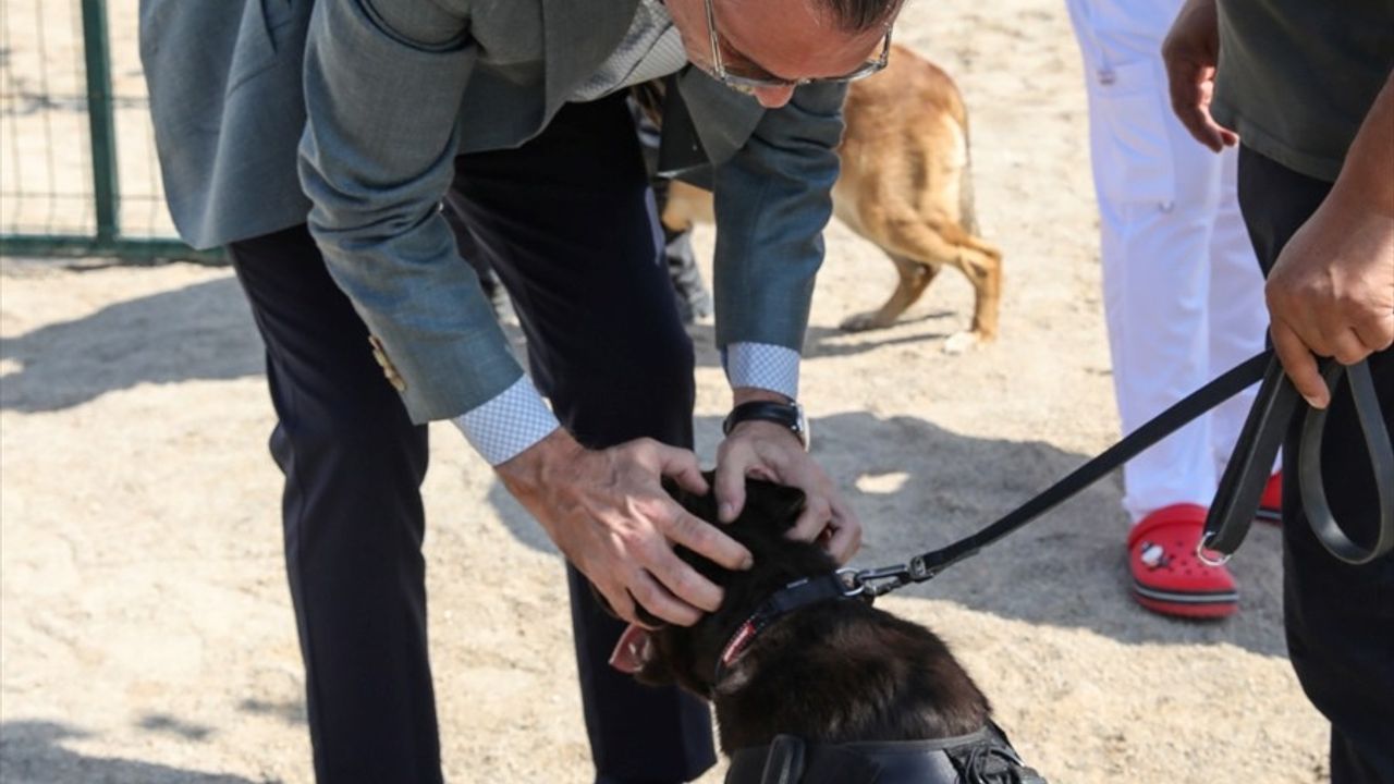 Etimesgut Belediyesi'nden Sahipsiz Köpeklere Yeni Görev