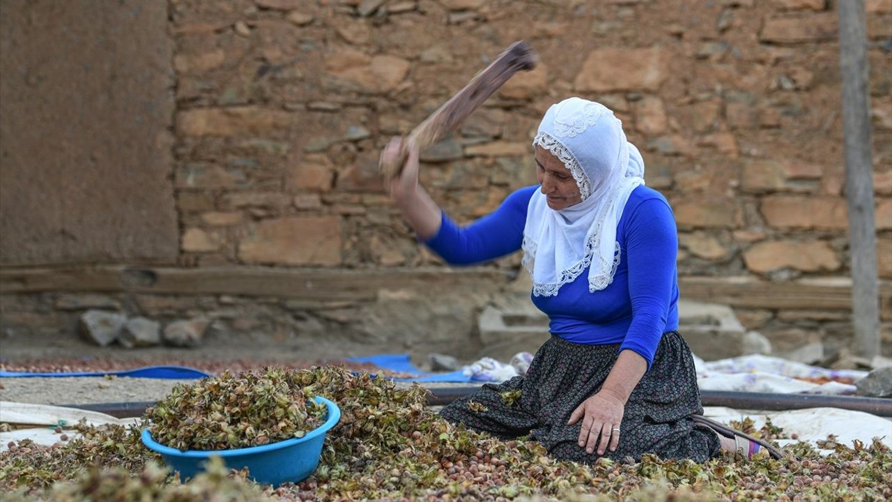 Hizan Fındık Hasadı: Zorlu Şartlarda Elde Edilen Değerli Getiri