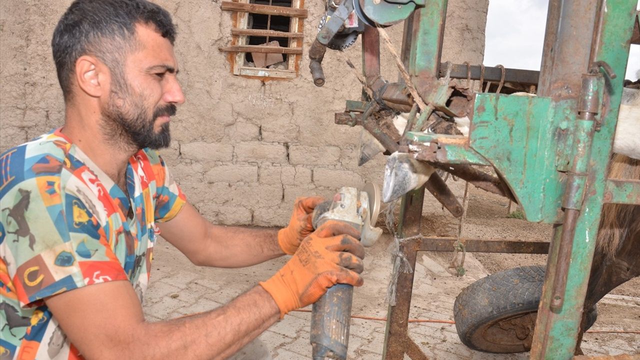 Kahramanmaraş'ta 'Nalbulans' İle Sahipsiz Hayvanlara Ücretsiz Tırnak Bakımı