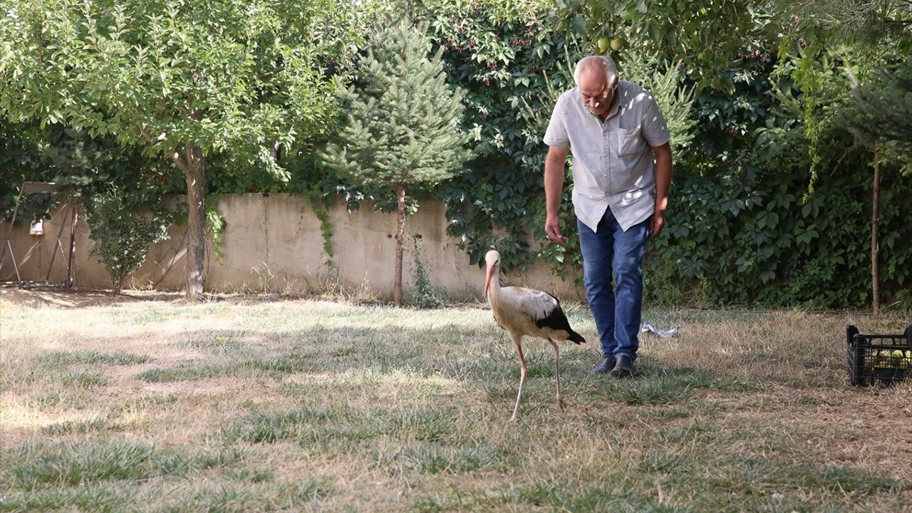 Kahramanmaraş'ta Yaralı Leylek Yavrusu Tedavi Ediliyor