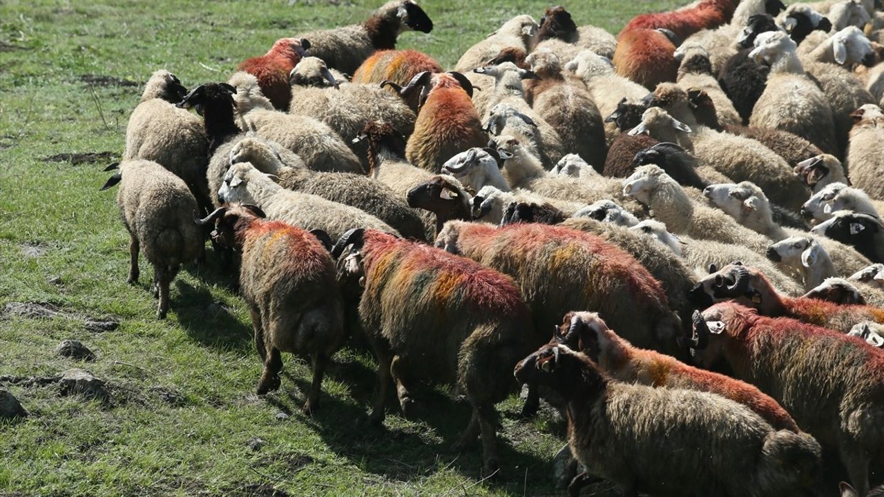 Kars'ta Renkli Koç Katım Geleneği Yaşatılıyor