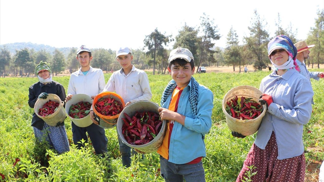 Kilis'te Kırmızı Biber Hasadı ve Kurutma Dönemi Başladı