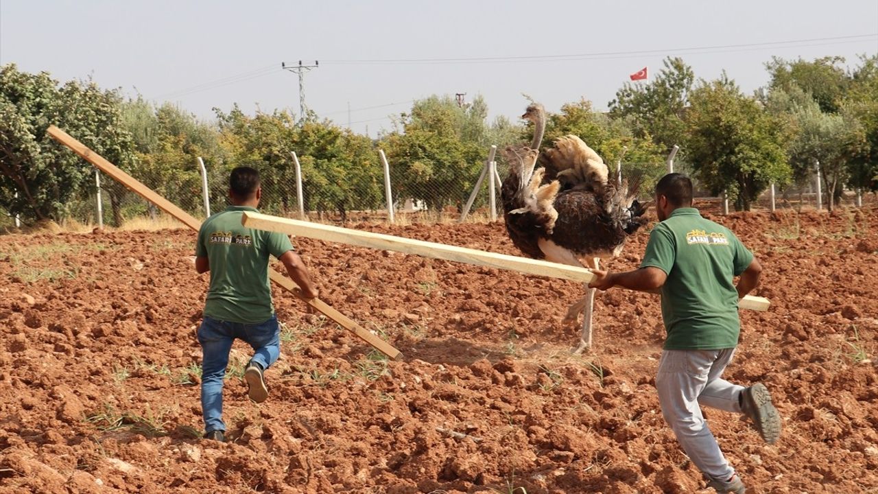 Kilis'te Sahipsiz Deve Kuşu Koruma Altına Alındı