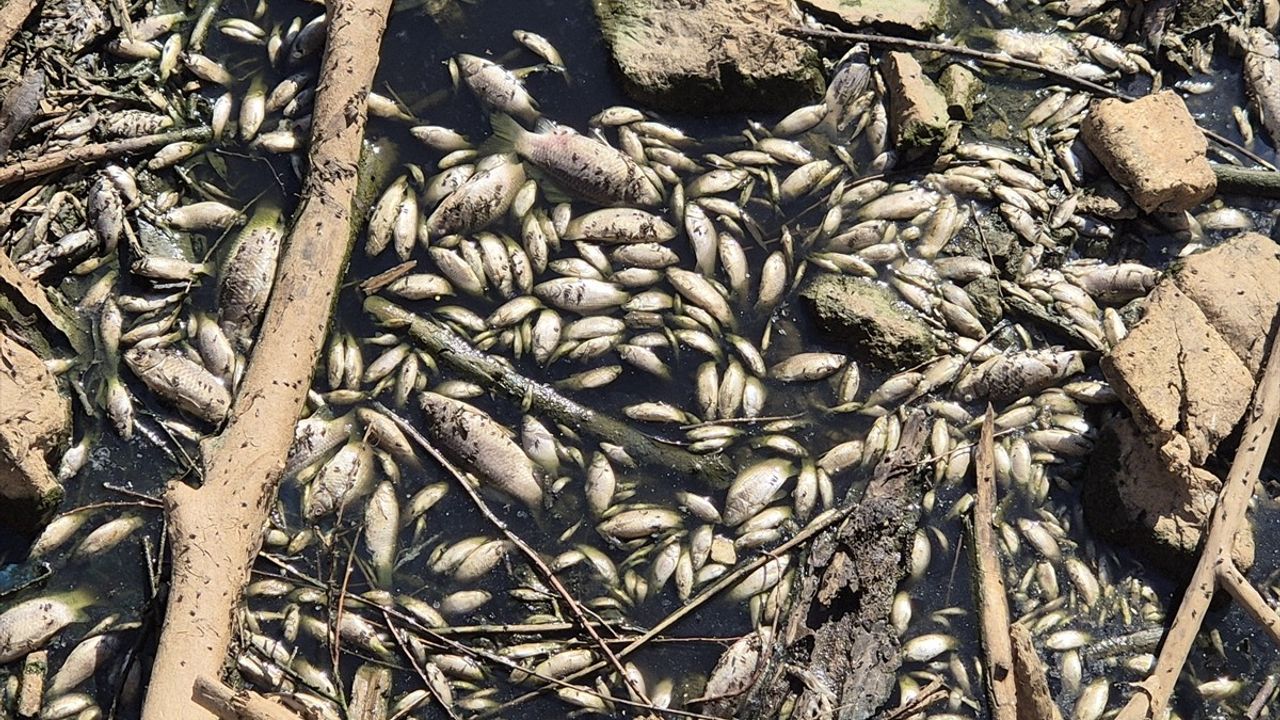 Manisa'da Gediz Nehri'nde Balık Ölümleri Üzerine İnceleme Başlatıldı