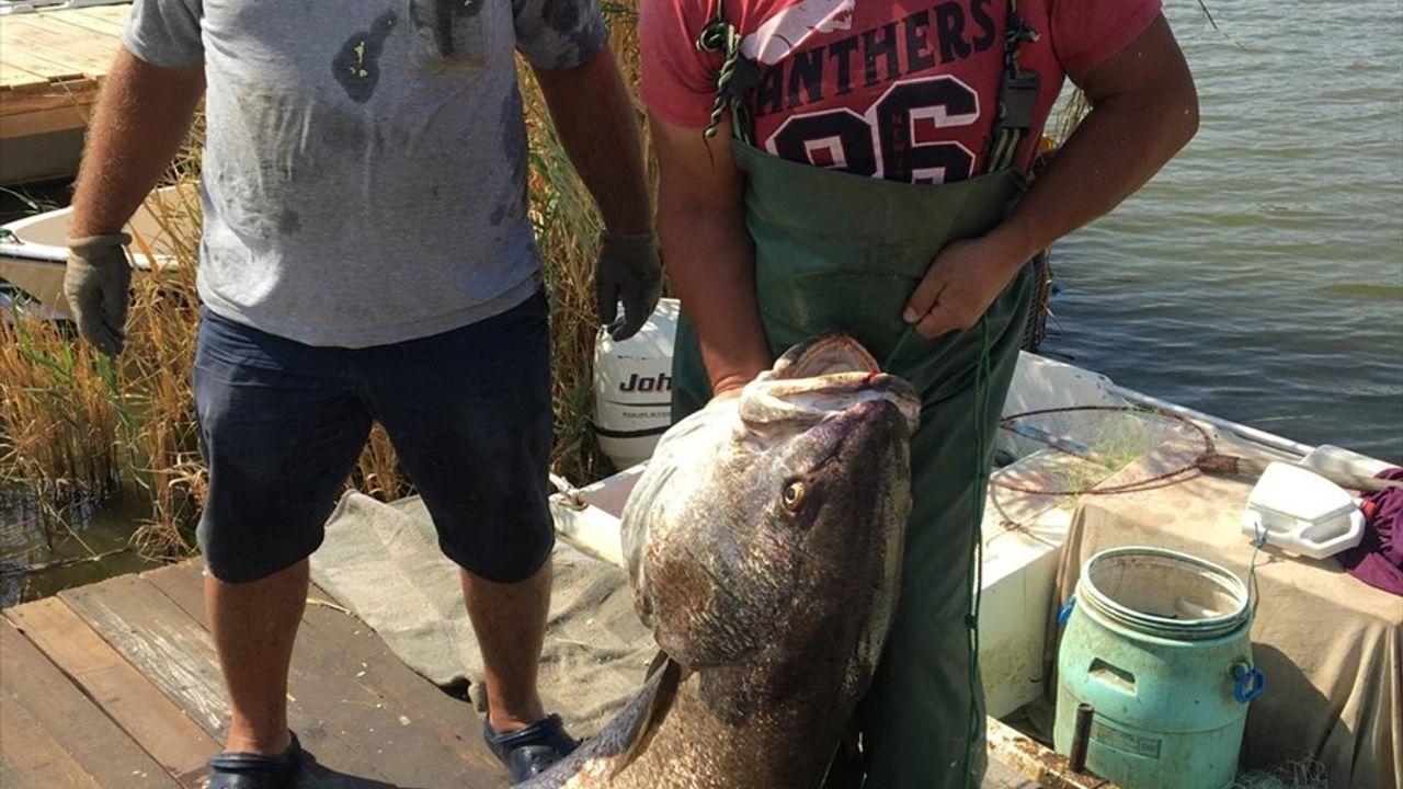 Meriç Nehri'nde Dev Granyöz Balığı Yakalandı