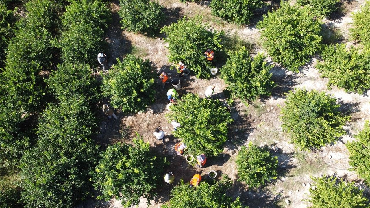 Mersin'de Erkenci Limon Hasadı Başladı