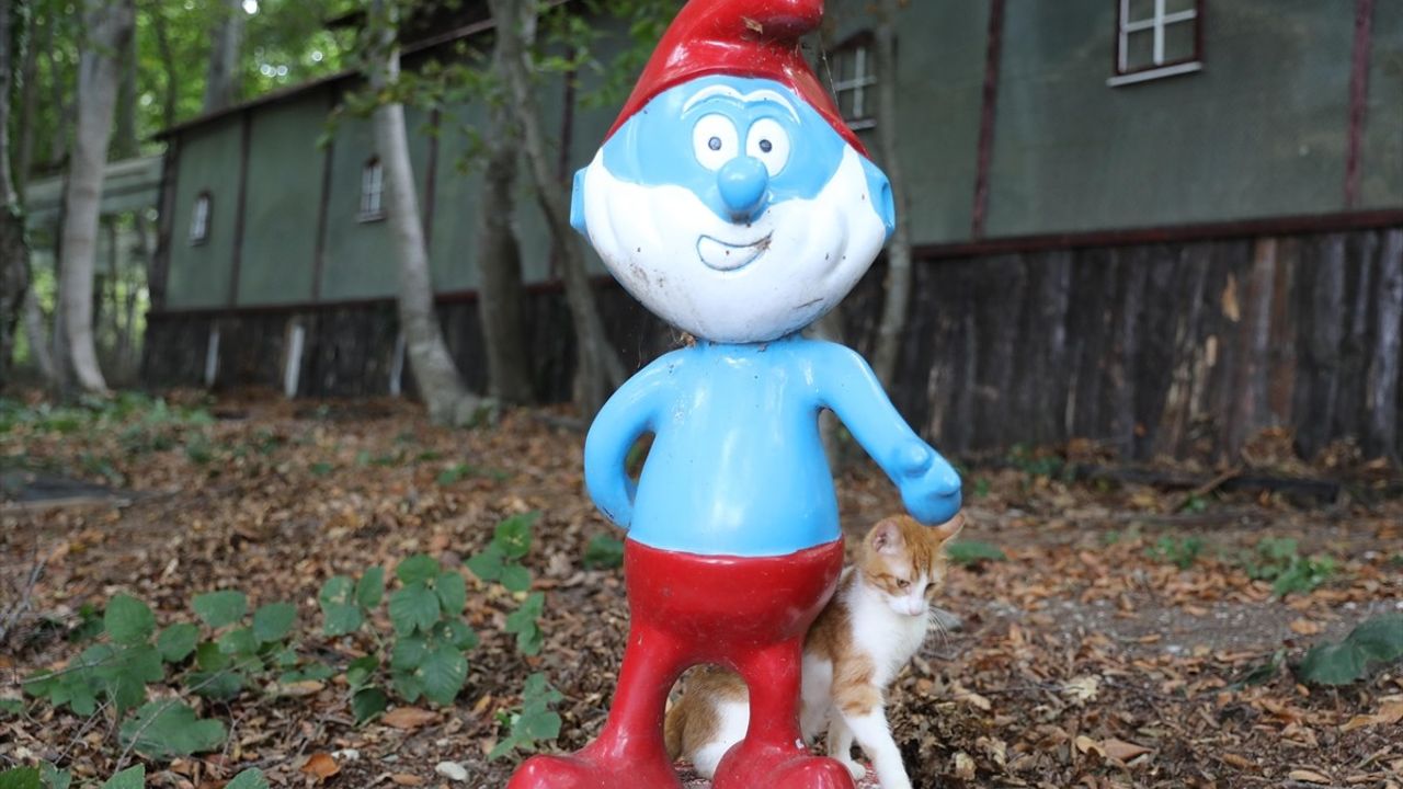 Samsun'da Kedi Kasabası: Kediler İçin Şefkat Dolu Bir Yuvalama Projesi