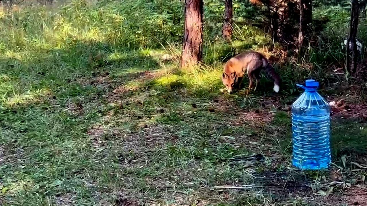 Sarıkamış'ta Kızıl Tilki Pikniği Bastı