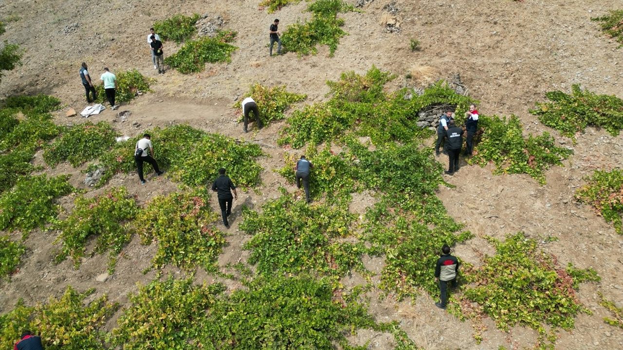 Şırnak'ta Düzenlenen Behdini Üzümü Hasat Şenliği