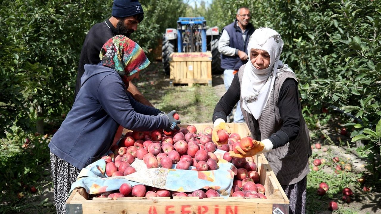 Yahyalı Elması 25 Ülkeye İhraç Ediliyor