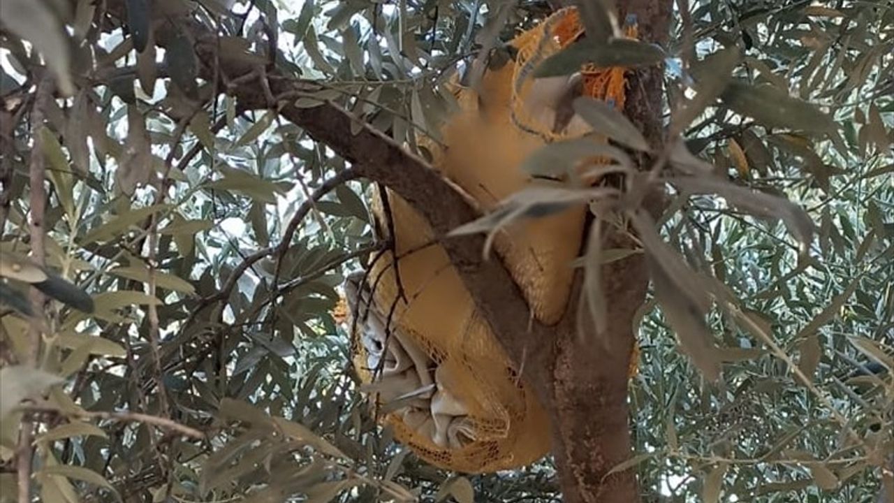 Adana'da Zeytin Ağacında Uyuşturucu Hap Operasyonu