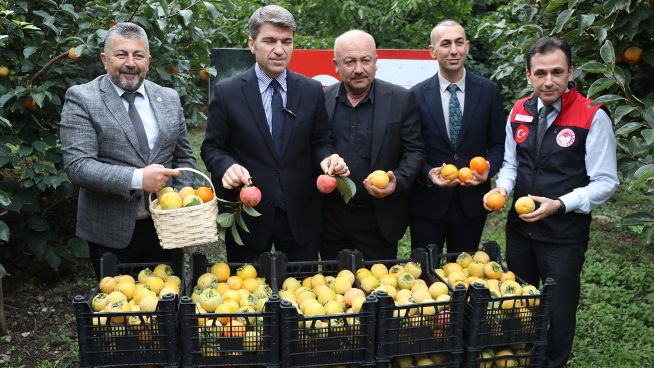 Amasya'da Cennet Hurması Hasadı Başladı