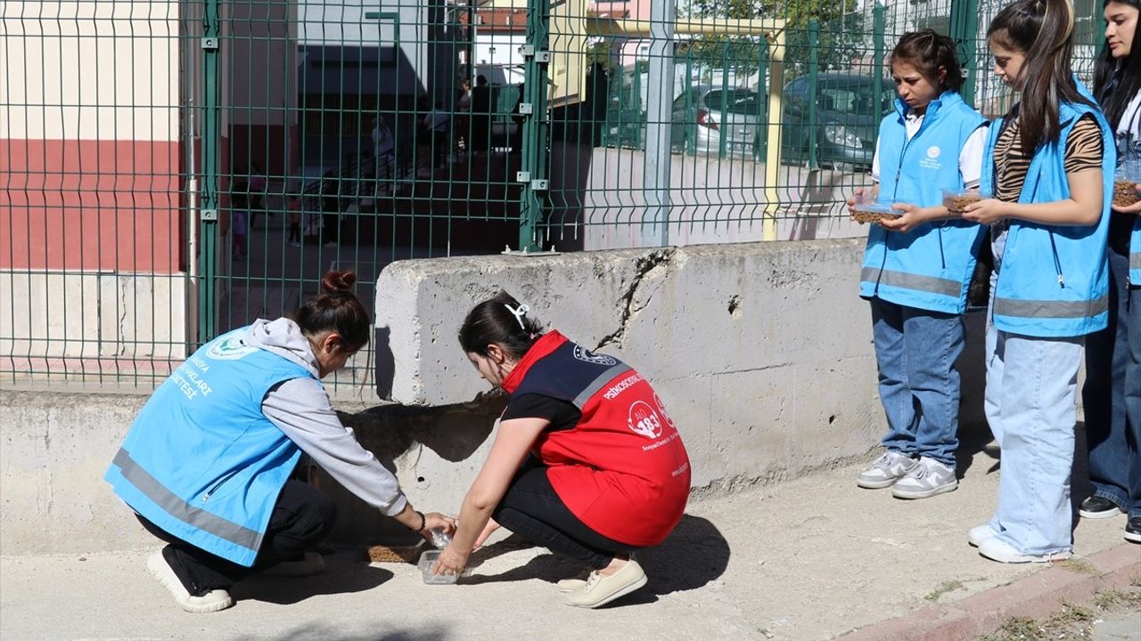 Amasya'da Öğrenciler Sokak Hayvanları İçin Mama ve Su Bıraktı