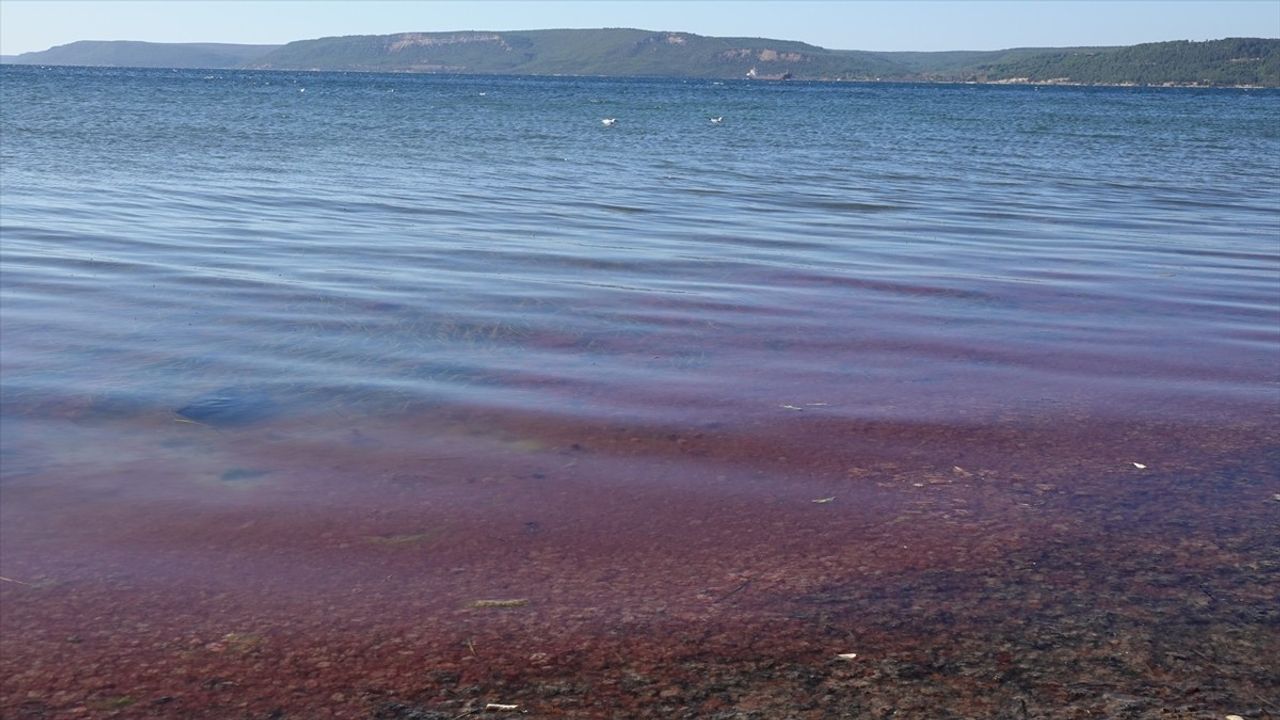 Çanakkale'de Lodos Fırtınası Kırmızı Algleri Sahile Taşıdı