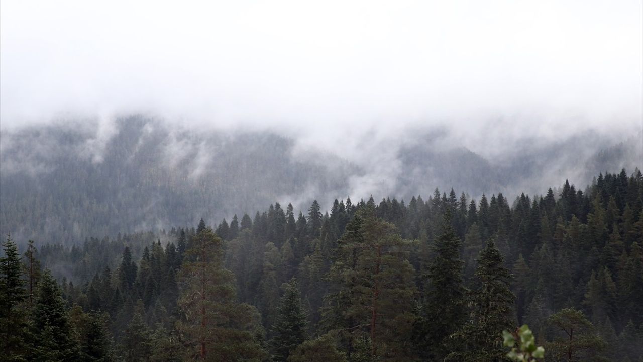 Ilgaz Dağı'nda Görülen Sis, Görsel Bir Şölen Sunuyor