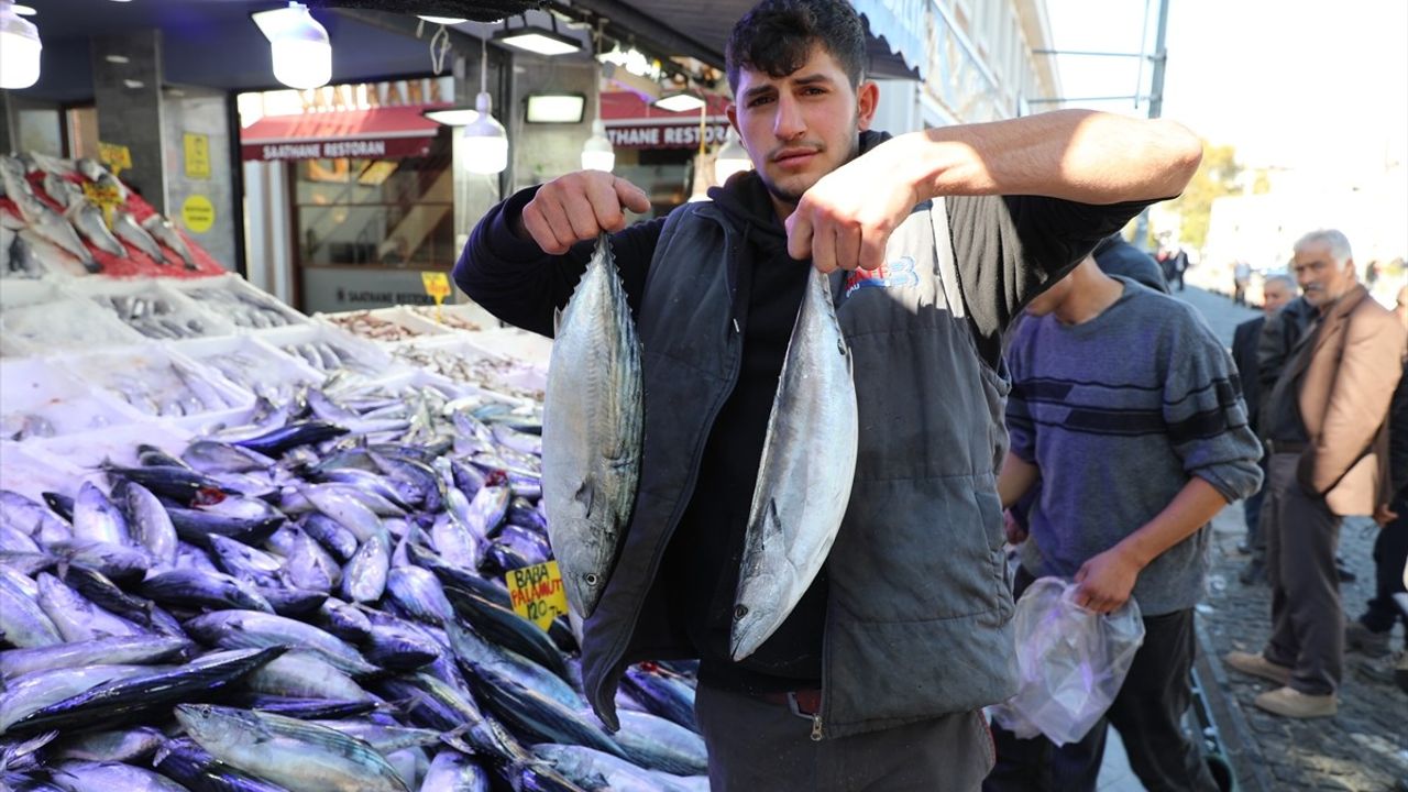 Karadeniz'de Palamut Bolluğu