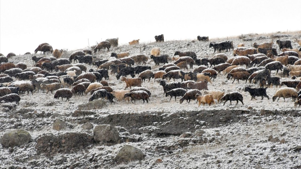 Kars'ta Kar Yağışı Besicilere Zor Anlar Yaşattı