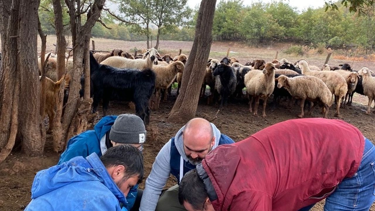 Keneyle İlgili Saha Çalışması: Tokat ve Japon Araştırıcıların İş Birliği