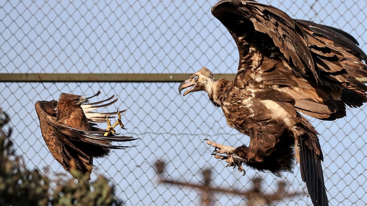 Konya'daki Akbabalar Koruma Altında