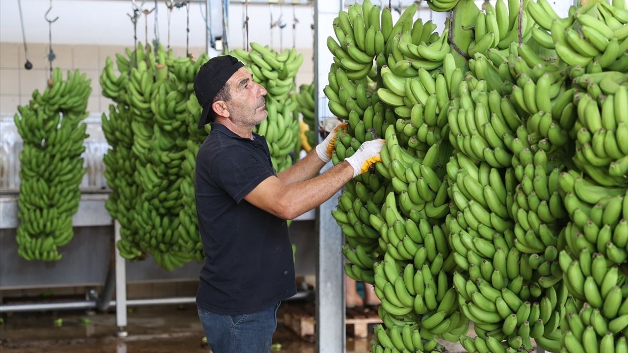 Mersin'de Yerli Muz Üretimi Hızla Büyüyor