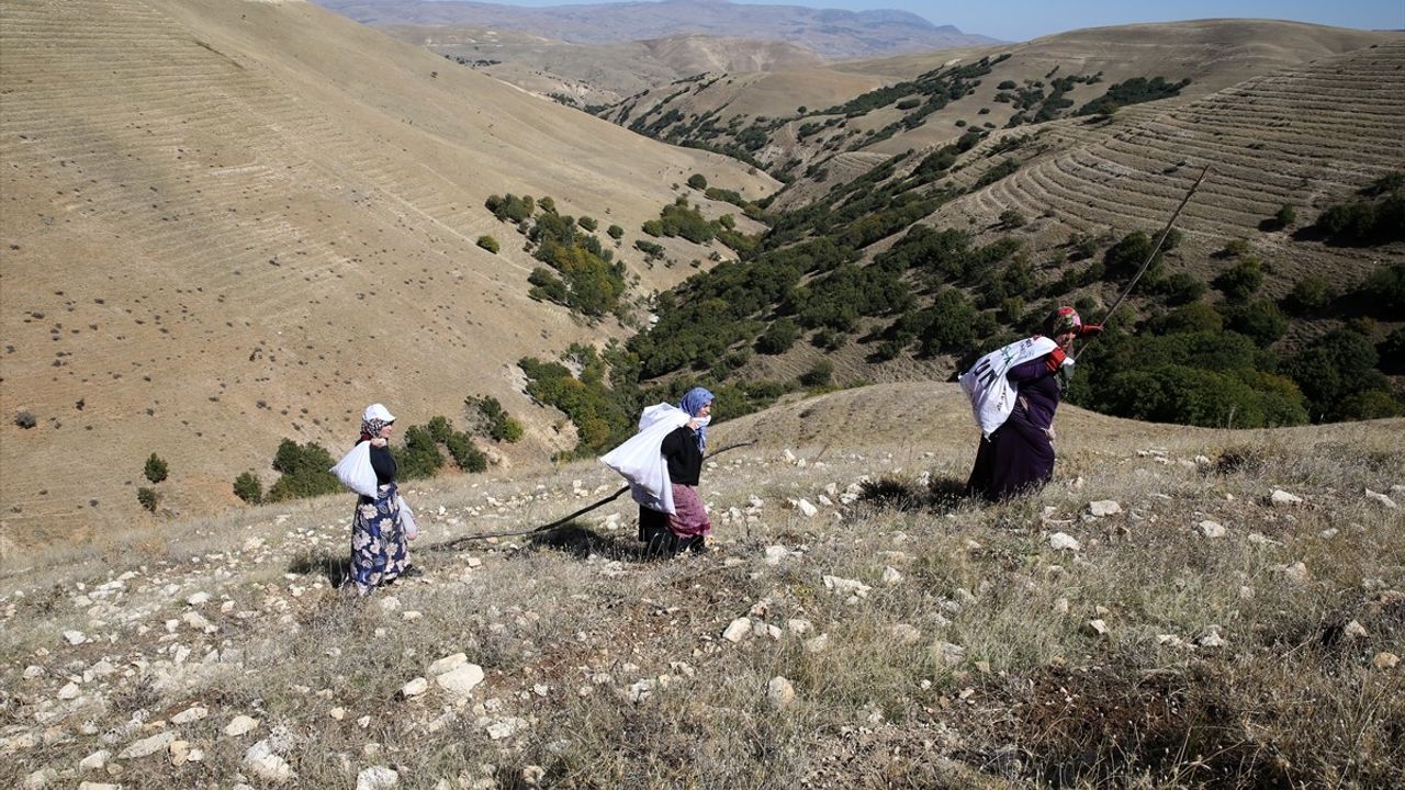 Muş'ta Ceviz Hasadı Geleneksel Yöntemlerle Devam Ediyor