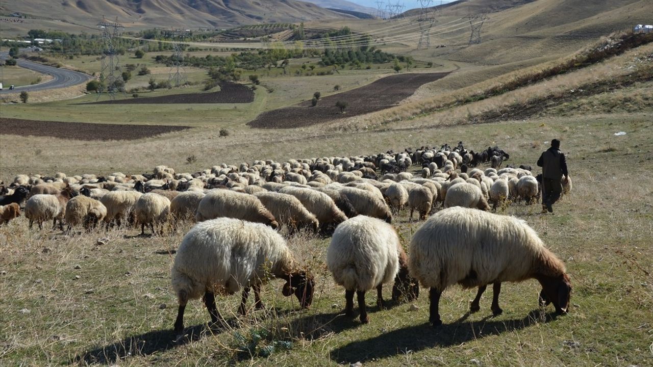 Muş'ta Göçerler Kış İçin Yola Çıktı