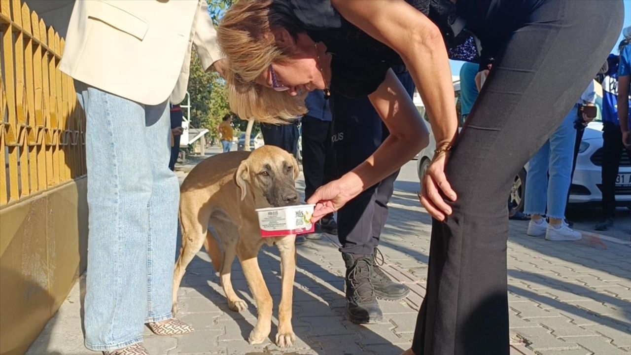 Samandağ'da Köpeğe Çarpan Motosiklet Sürücüsü Yaralandı