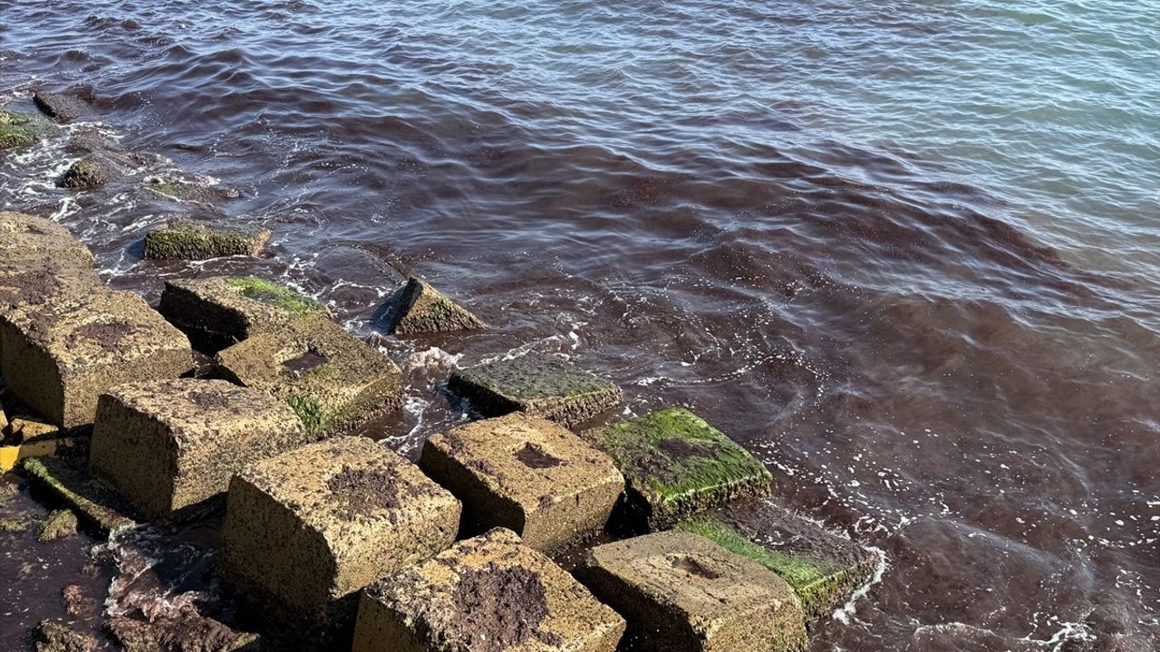 Tekirdağ'da Lodos Etkisiyle Kırmızı Yosun Birikti