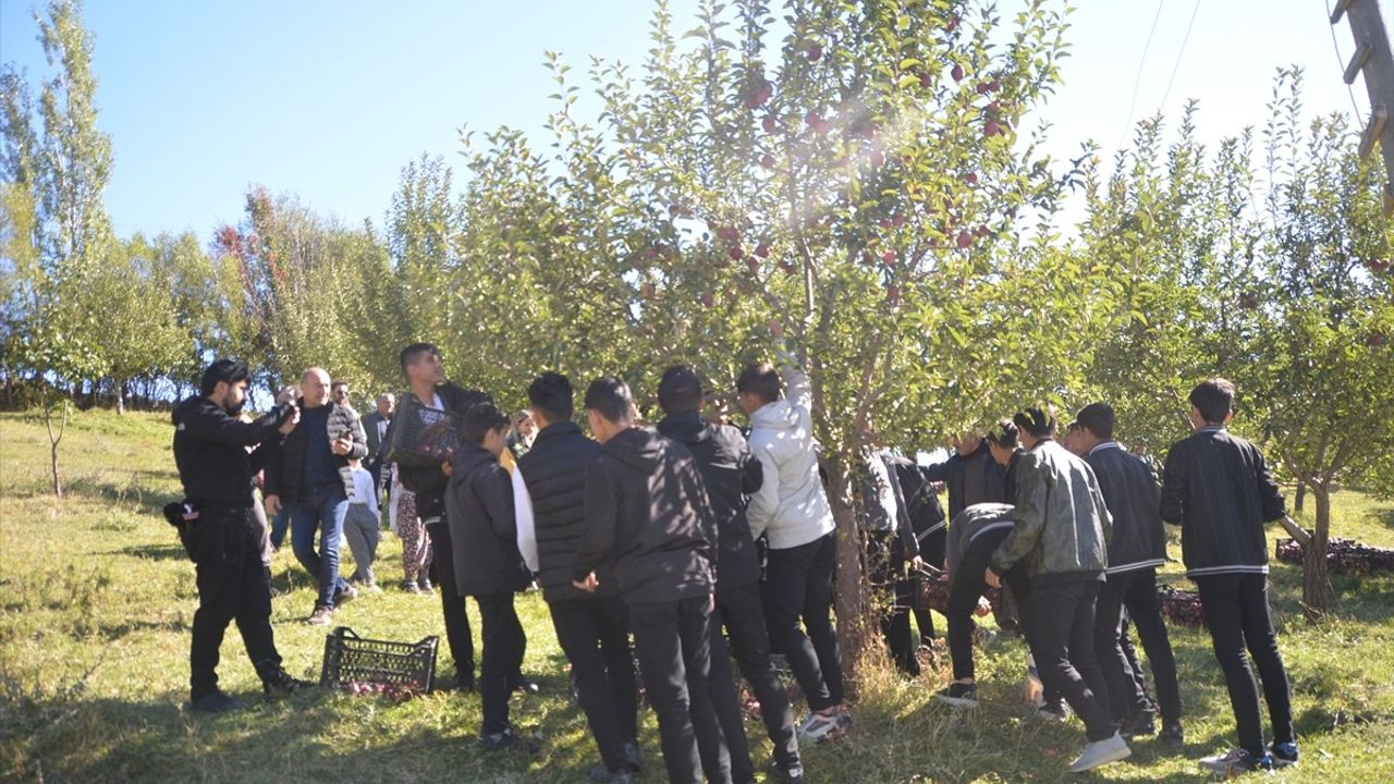 Yüksekova'da Tarım Öğrencileri Elma Hasadı Gerçekleştirdi