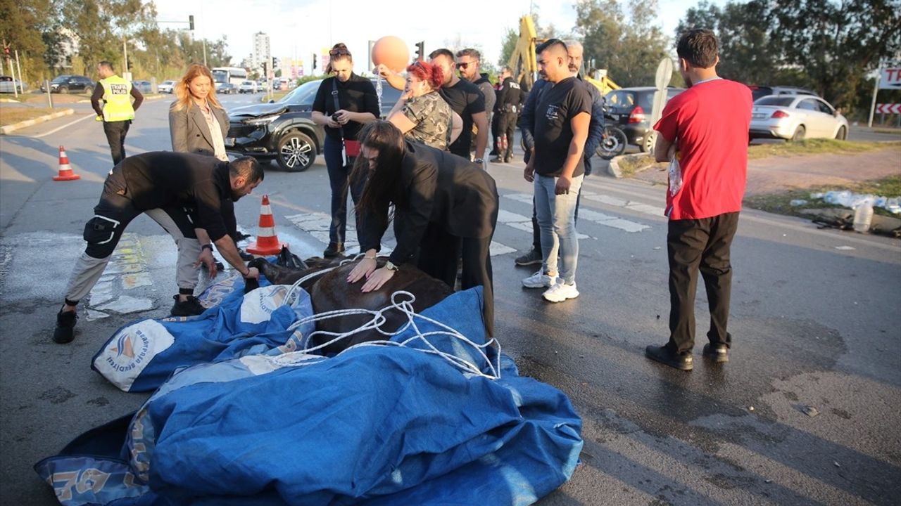 Antalya'da Yaralı Atın Dramı: Kalp Masajı ile Hayata Döndürüldü Ama...