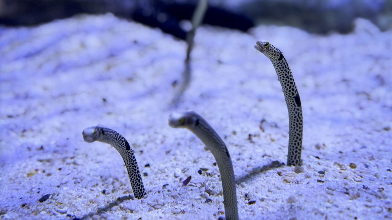 Bangkok'taki Sea Life Akvaryumu: 30 Bin Deniz Canlısı ile Keşfe Çıkın