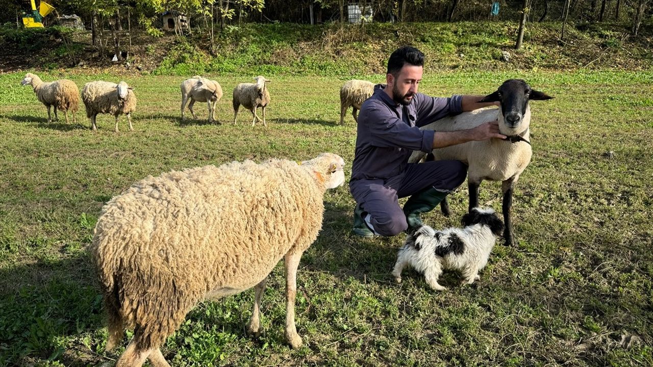 Bartın'da Dronla Görüntülenen Kurt Saldırısı