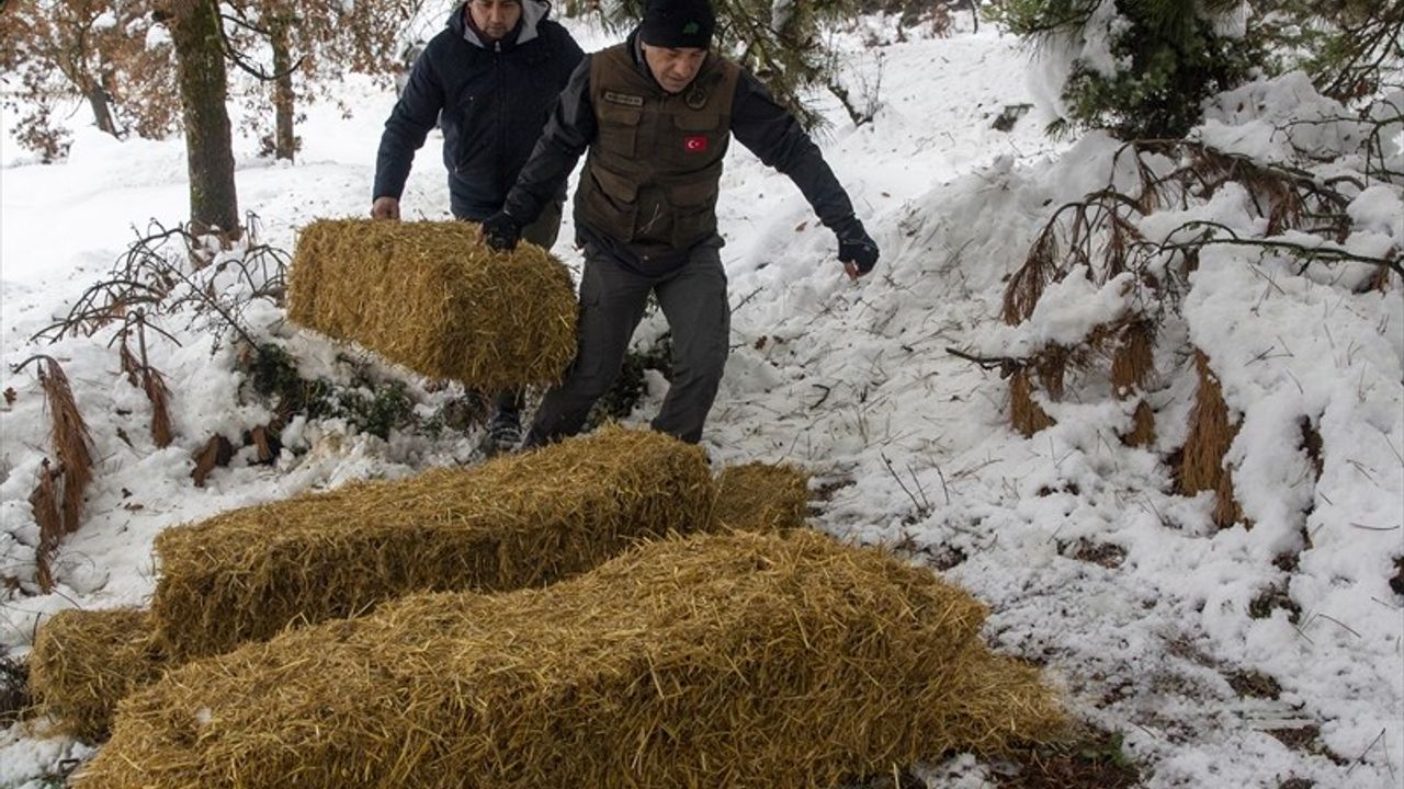 Bolu'da Yılkı Atları İçin Yemleme Çalışması