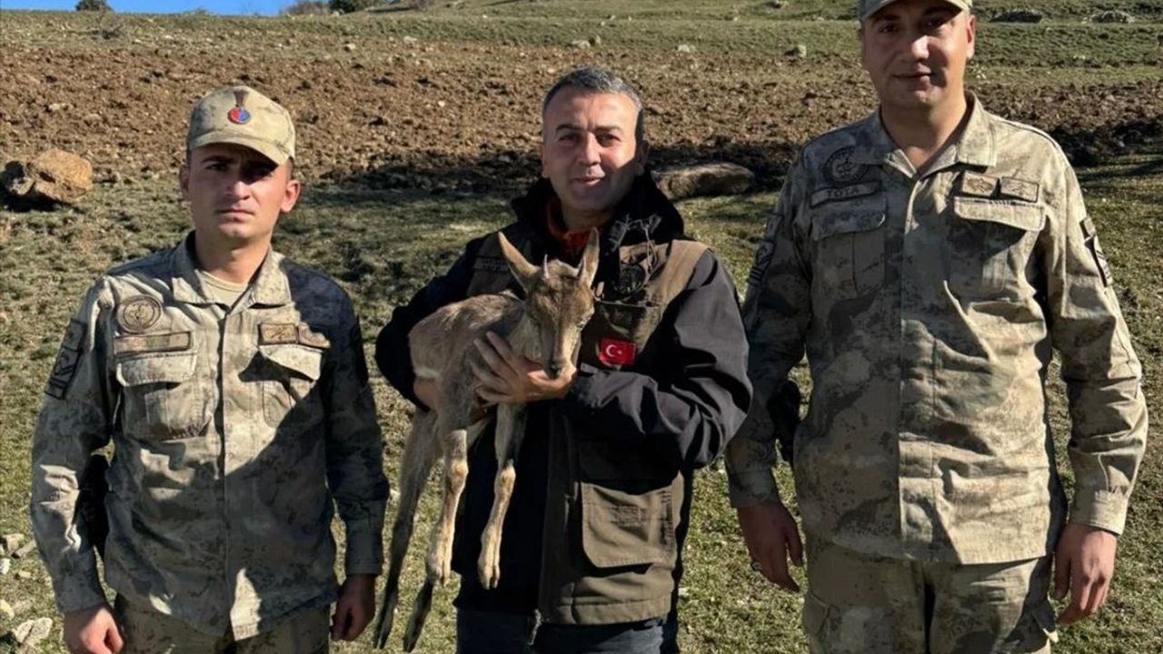 Erzurum'da Yaralı Yaban Keçisi Tedavi Altına Alındı