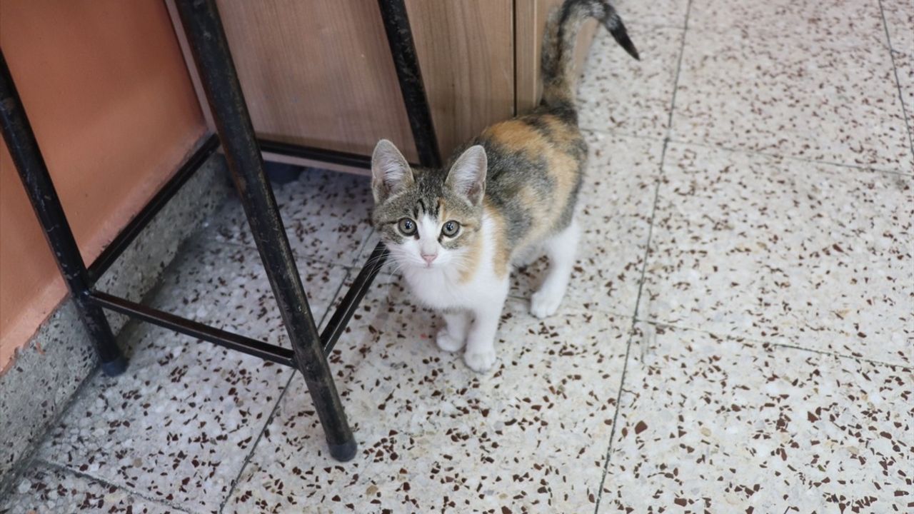 Fatih İlkokulu'nda Karamel İsimli Kedi Maske Haline Geldi