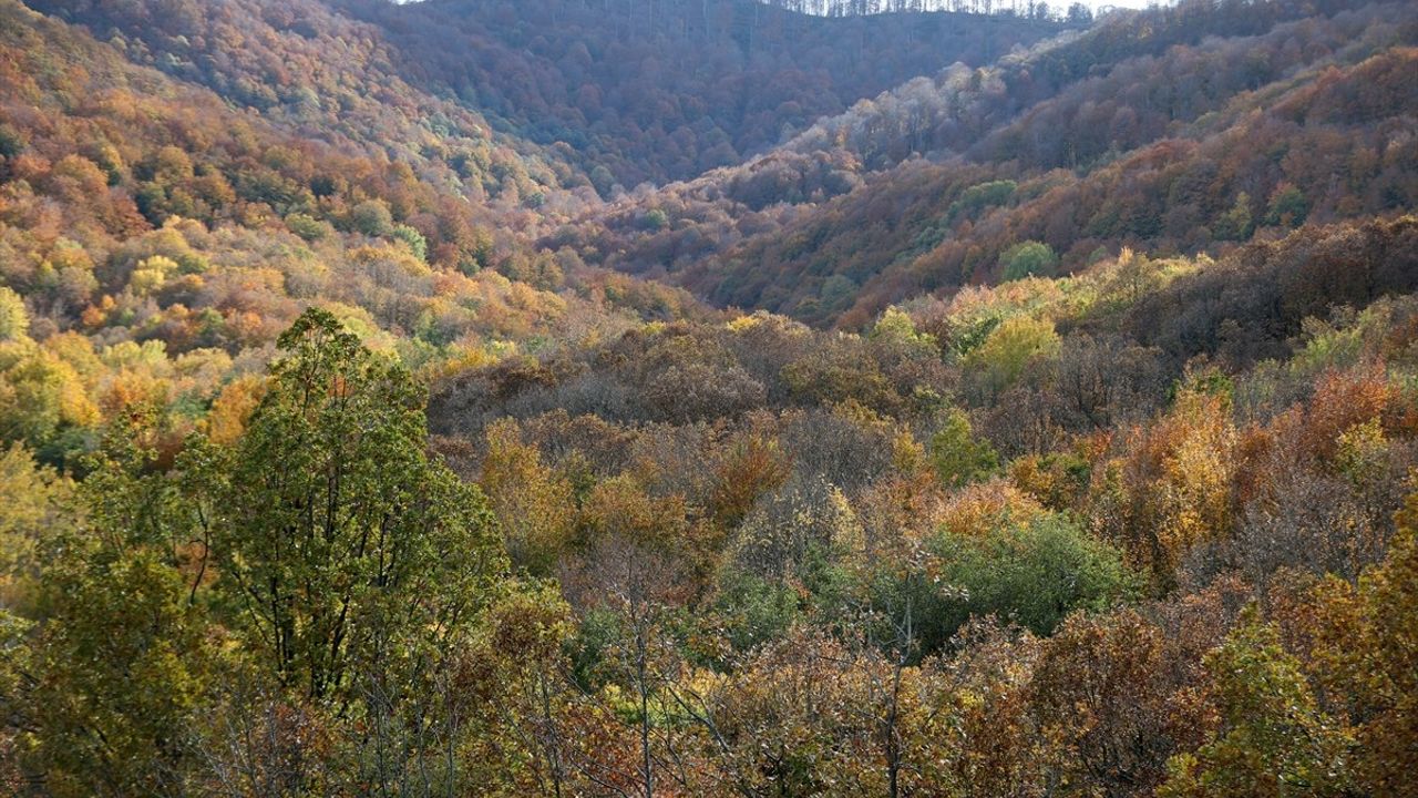 Istranca Ormanlarında Sonbahar Renkleri