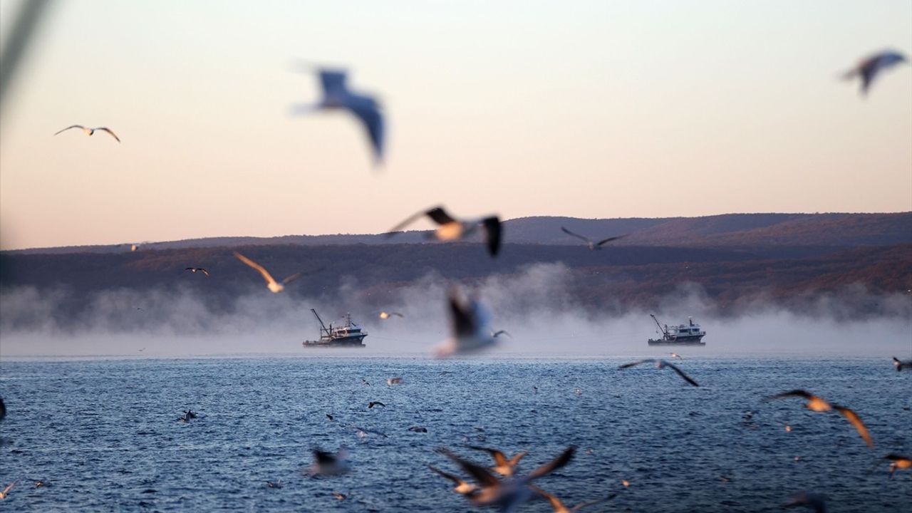 Karadeniz'in Serin Sularında Martıların Yiyecek Bulma Mücadelesi